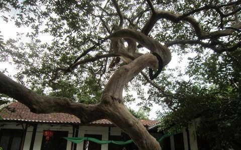 Bonsai, cây cảnh nghệ thuật, cay canh nghe thuat, cây thế, cay the, triển lãm cây cảnh nghệ thuật, trien lam cay canh nghe thuat